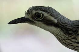 Image of Bush Stone-curlew