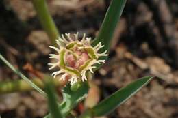 Image of Euphorbia trichadenia Pax