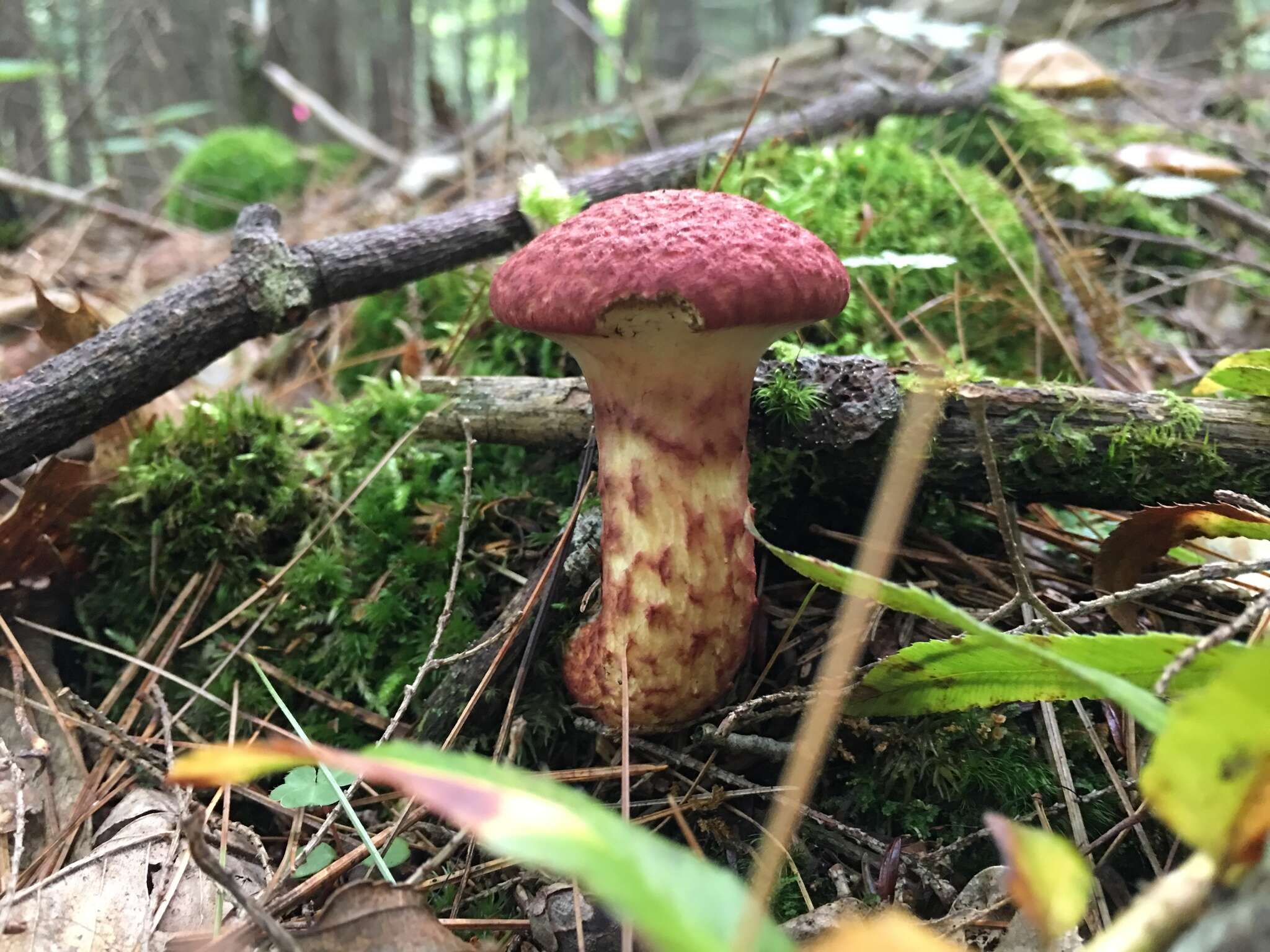 Image of Clinton’s boletus