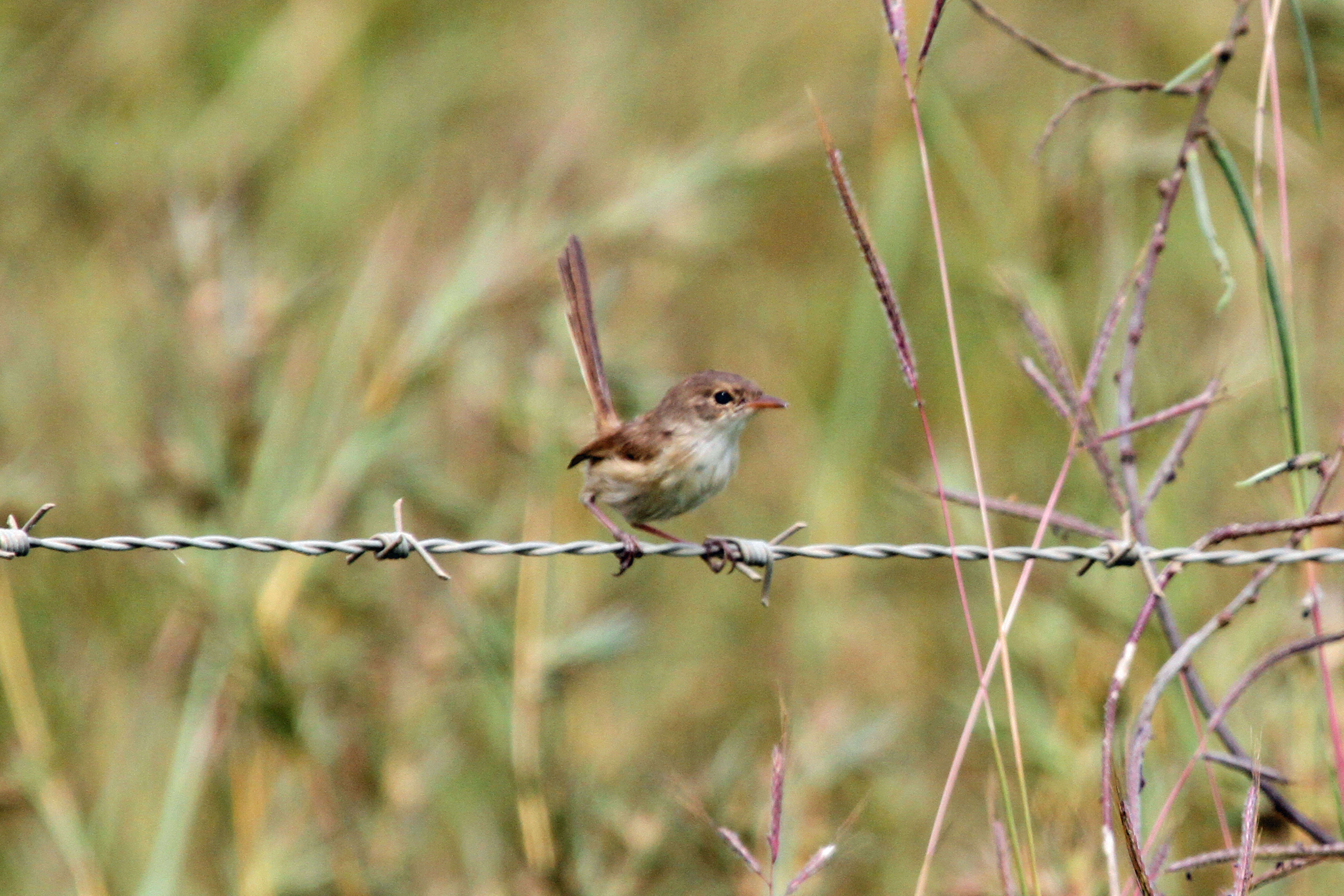 Image of Red-backed Fairy-wren