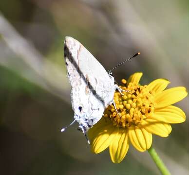 Image of Lacey's Scrub-Hairstreak