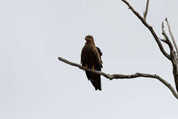 Image of Black Kite