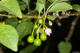 Plancia ëd Vassobia breviflora (Sendtn.) A. T. Hunziker