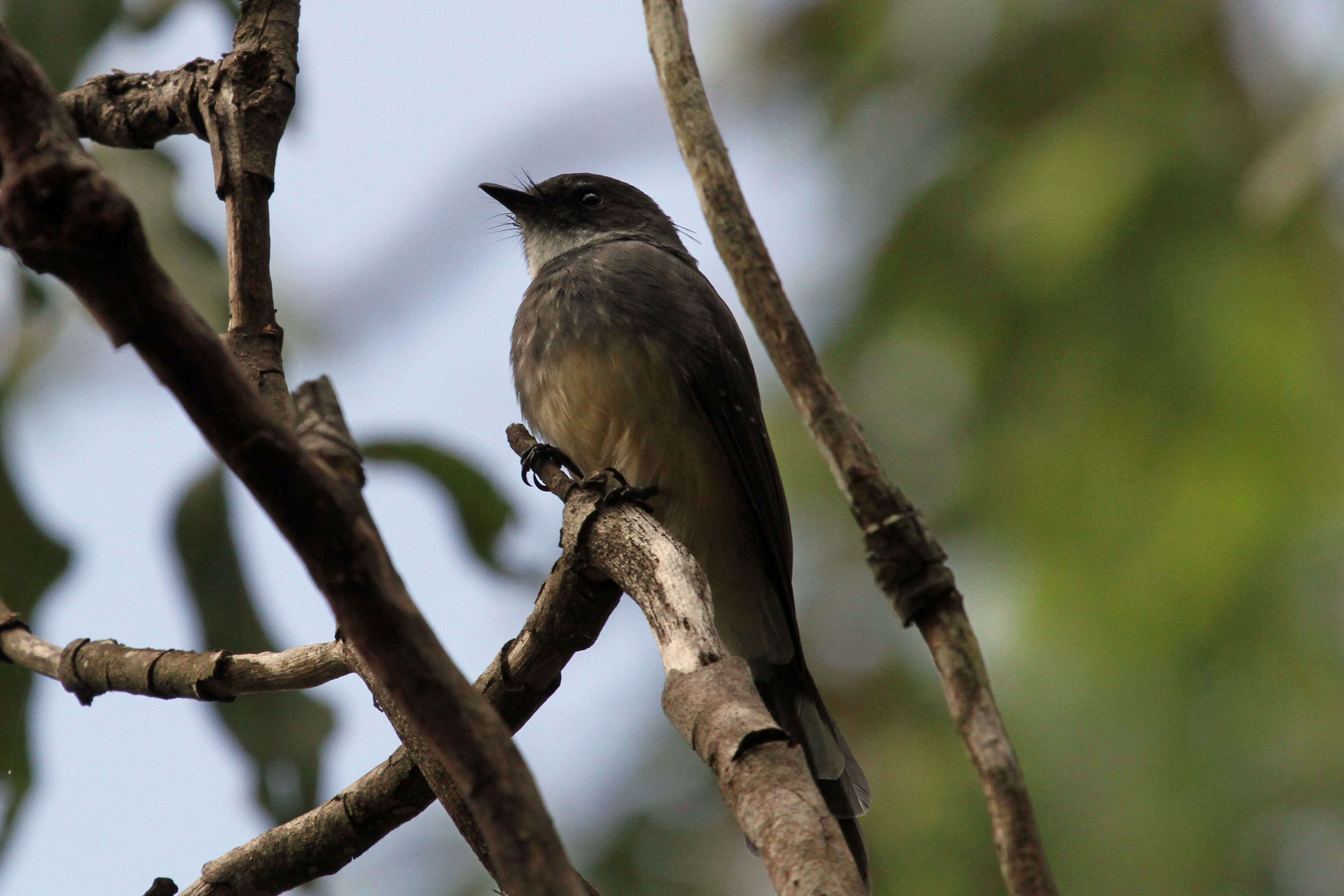 Image of Northern Fantail