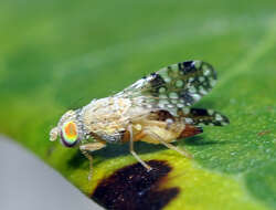 Image of Sourbush seed fly