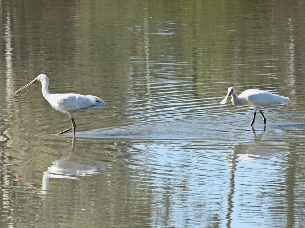 Imagem de Platalea flavipes Gould 1838