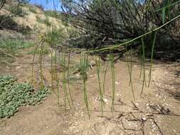 Imagem de Sisymbrium heteromallum C. A. Mey.