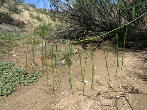 Plancia ëd Sisymbrium heteromallum C. A. Mey.