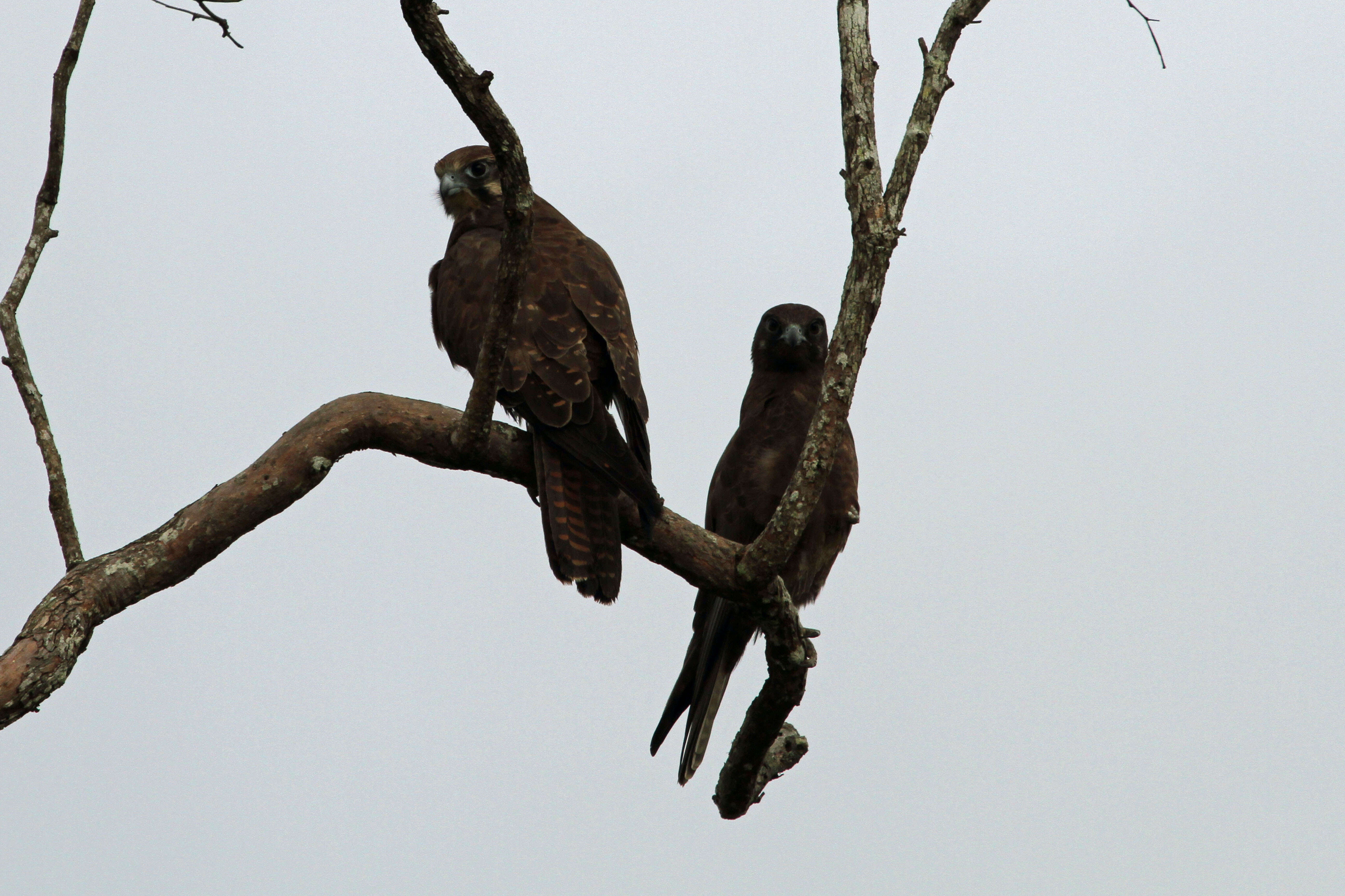 Image of Brown Falcon