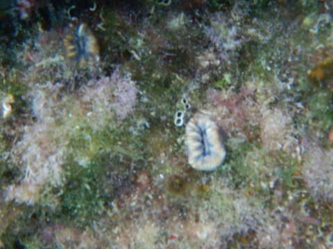 Image of Scarlet Coral