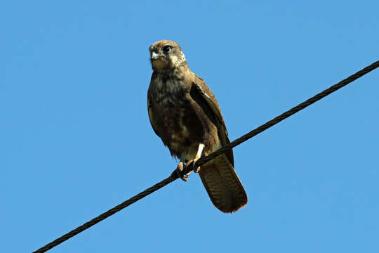 Image of Brown Falcon