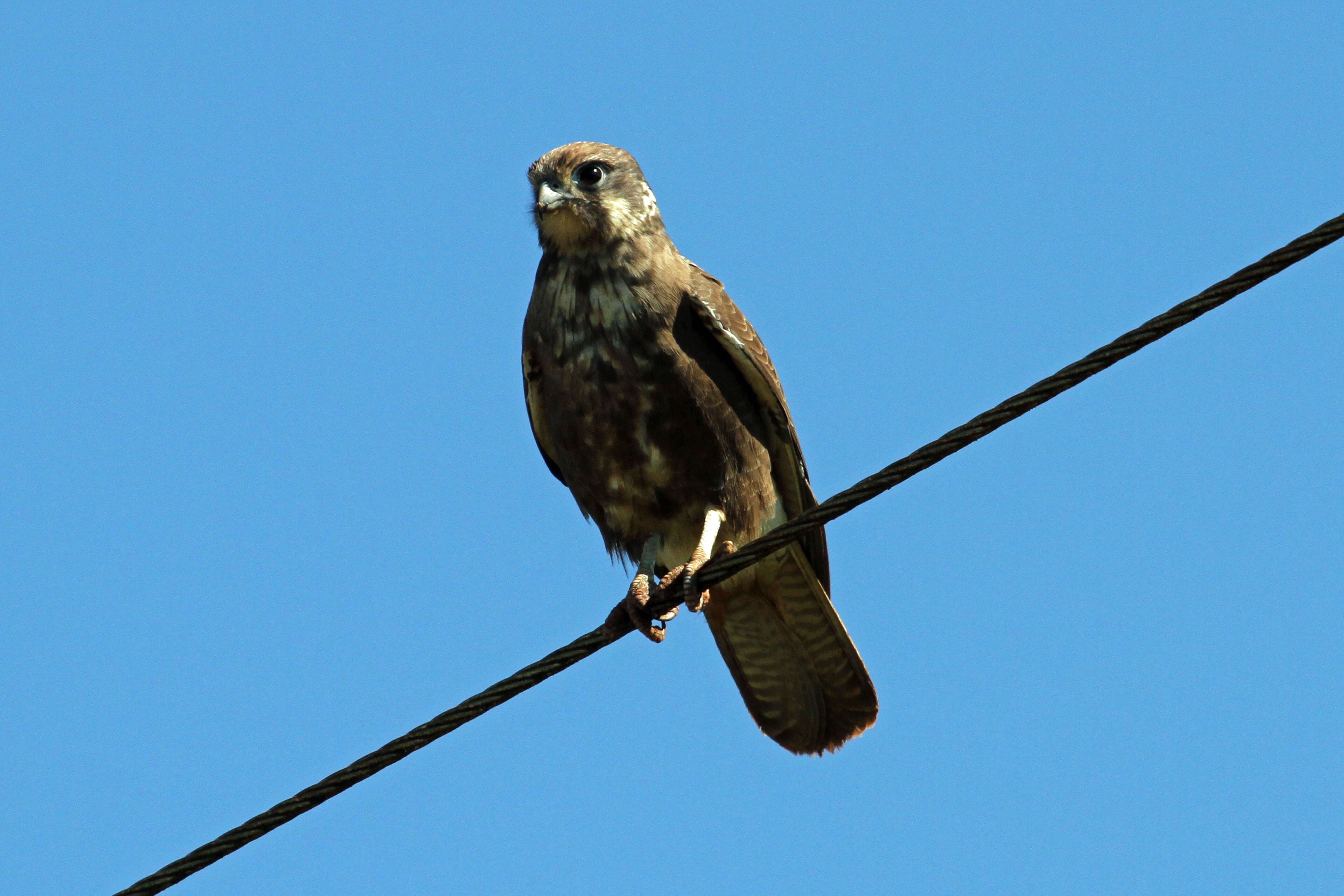 Image of Brown Falcon