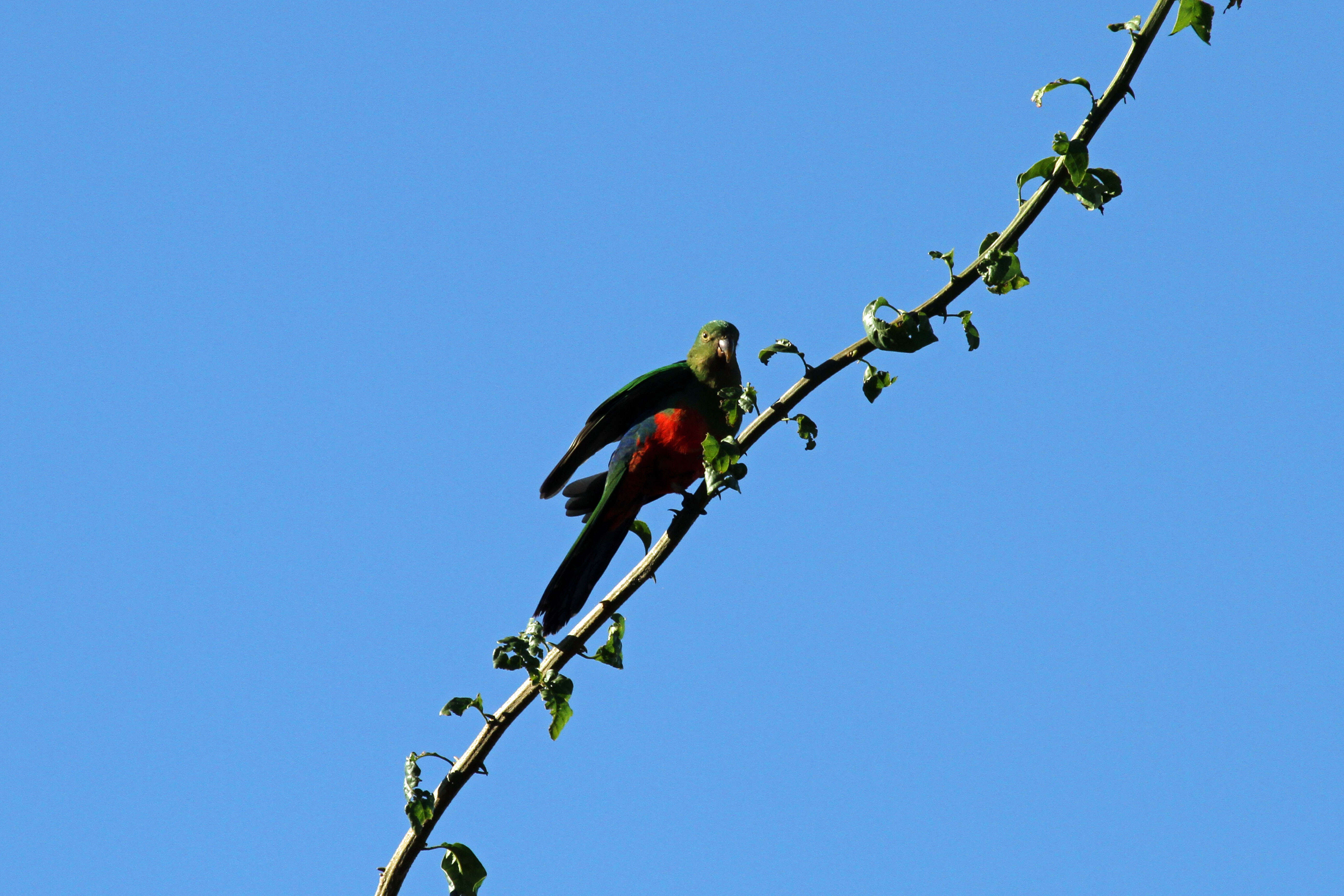 Image of Australian King Parrot