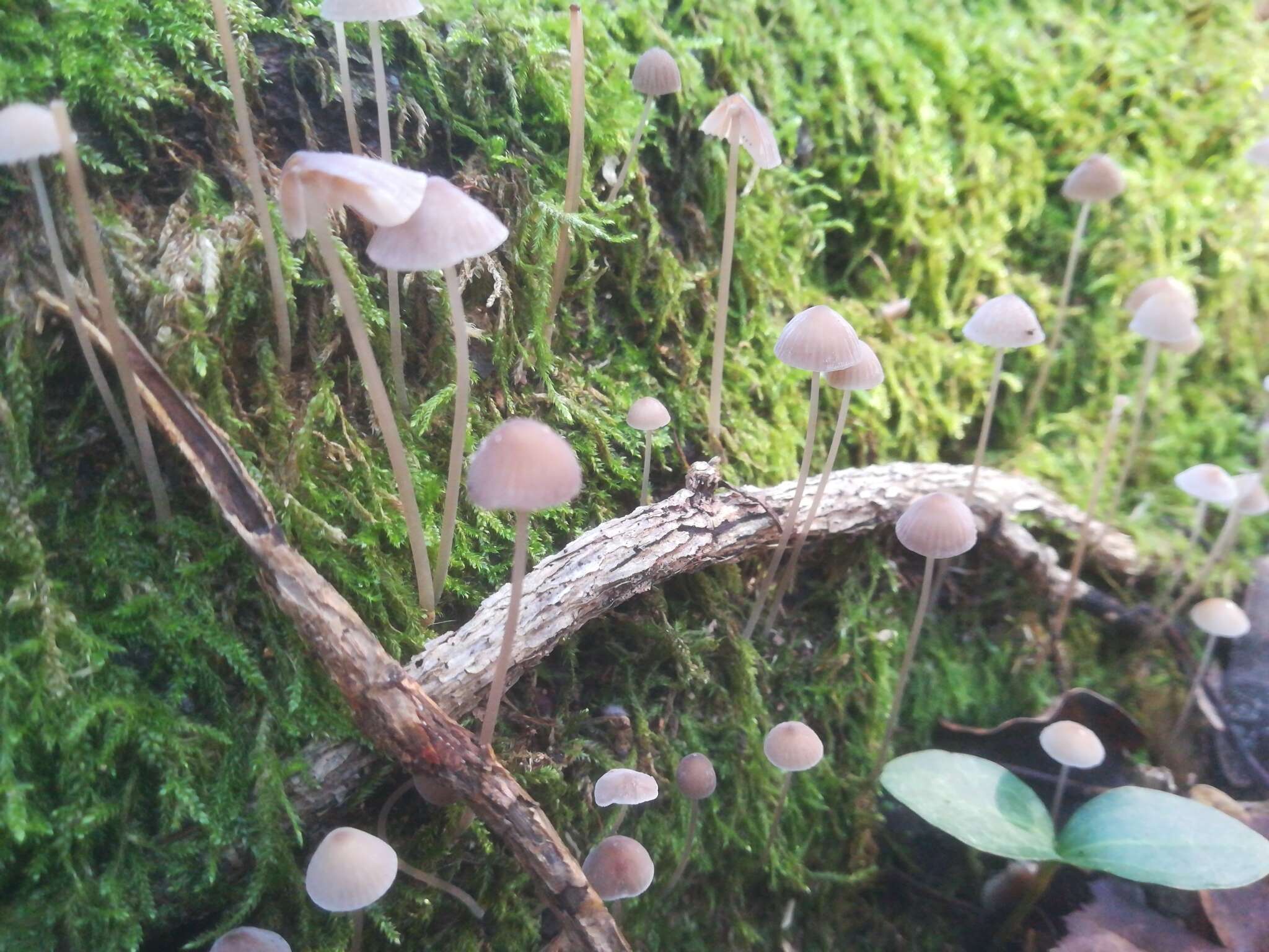 Image of Mycena erubescens Höhn. 1913