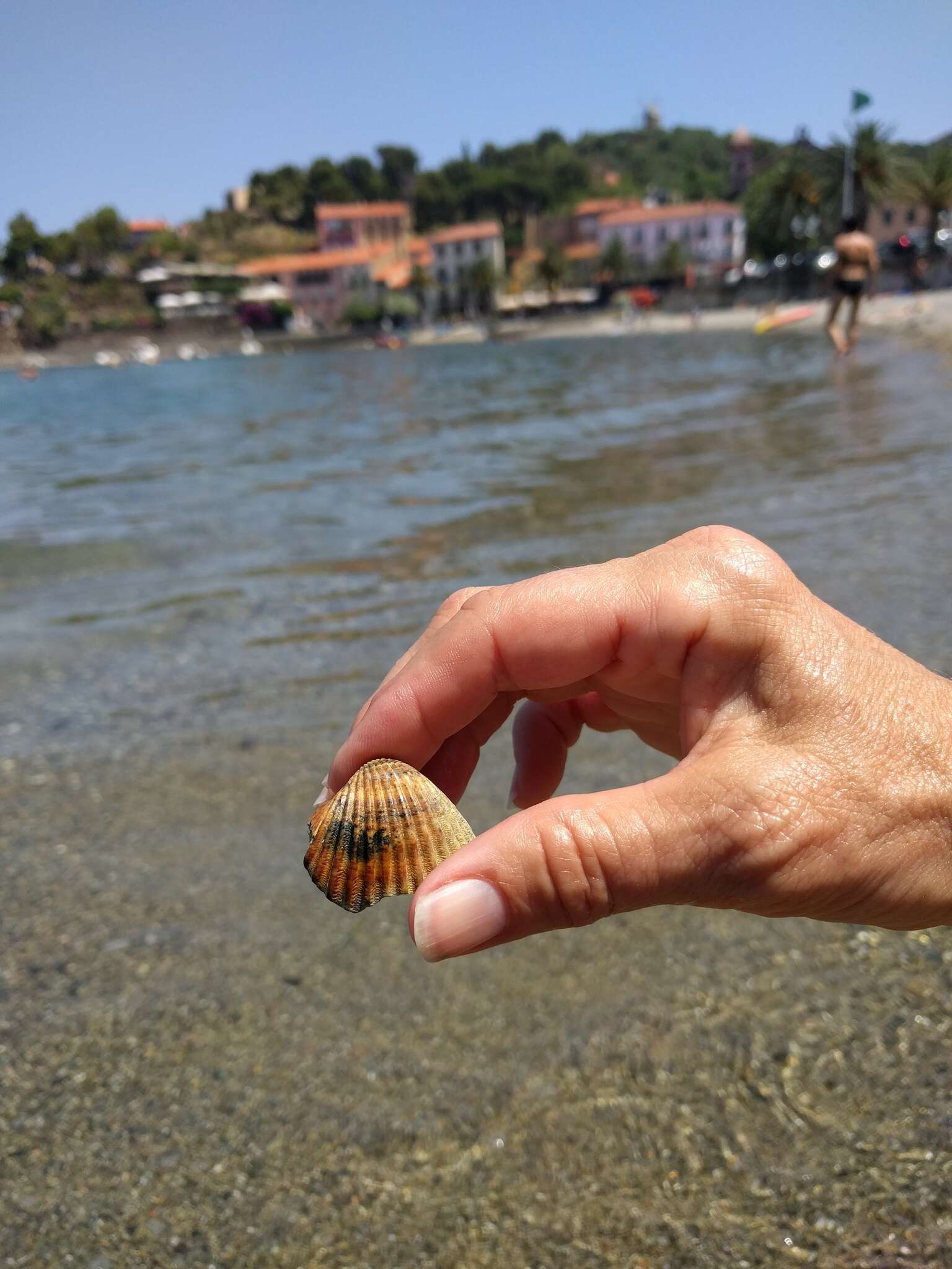 Image of Moroccan cockle