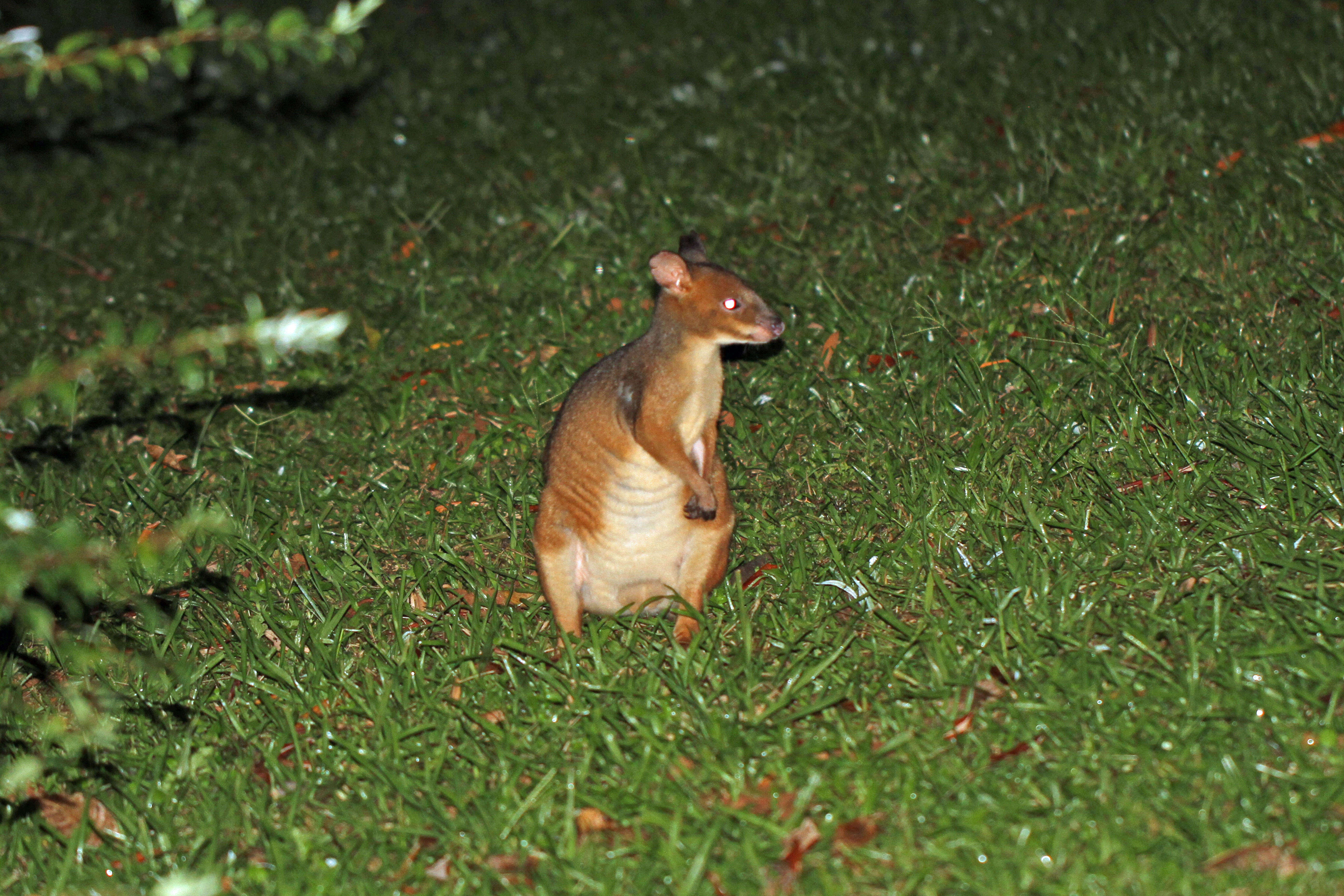 Image of Red-legged Pademelon