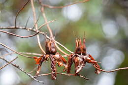 Image de Hypericum lanceolatum Lam.