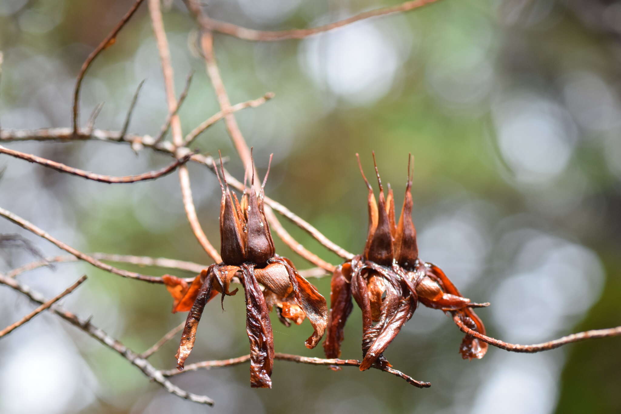 Image of Hypericum lanceolatum Lam.