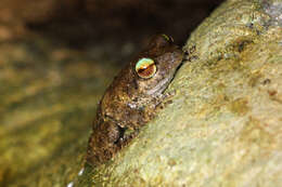 Image of Brown-spotted Treefrog