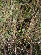 Image of Black-rumped Buttonquail