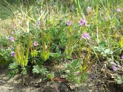 Image of Common Stork's-bill