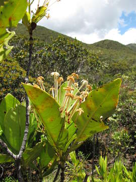 Слика од Ixora francii Schltr. & K. Krause