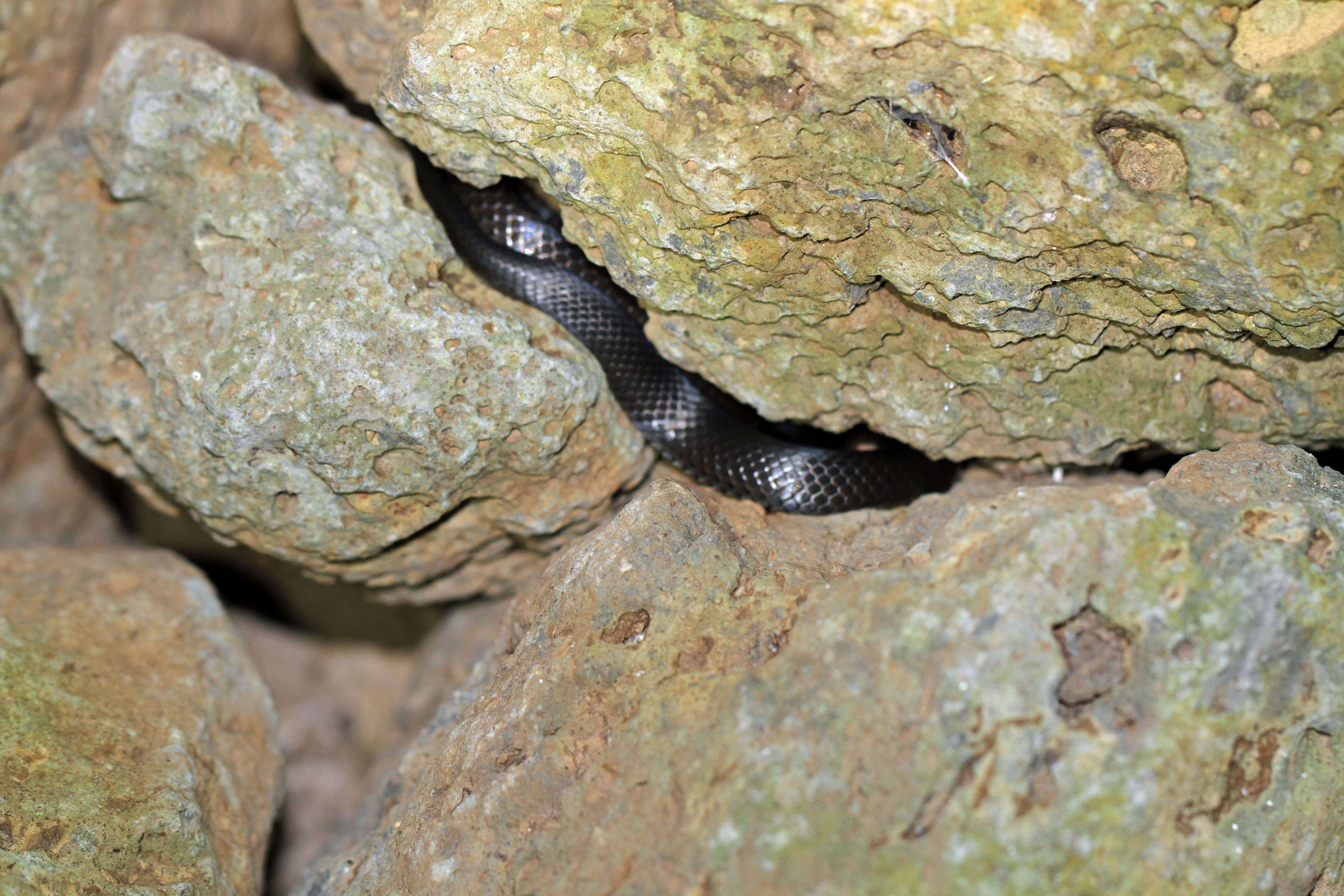 Image of Eastern Small-eyed Snake