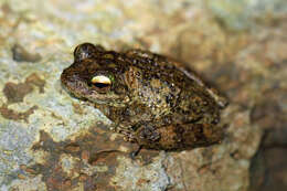 Image of Brown-spotted Treefrog