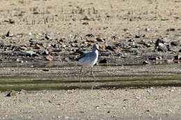 Image of Common Greenshank