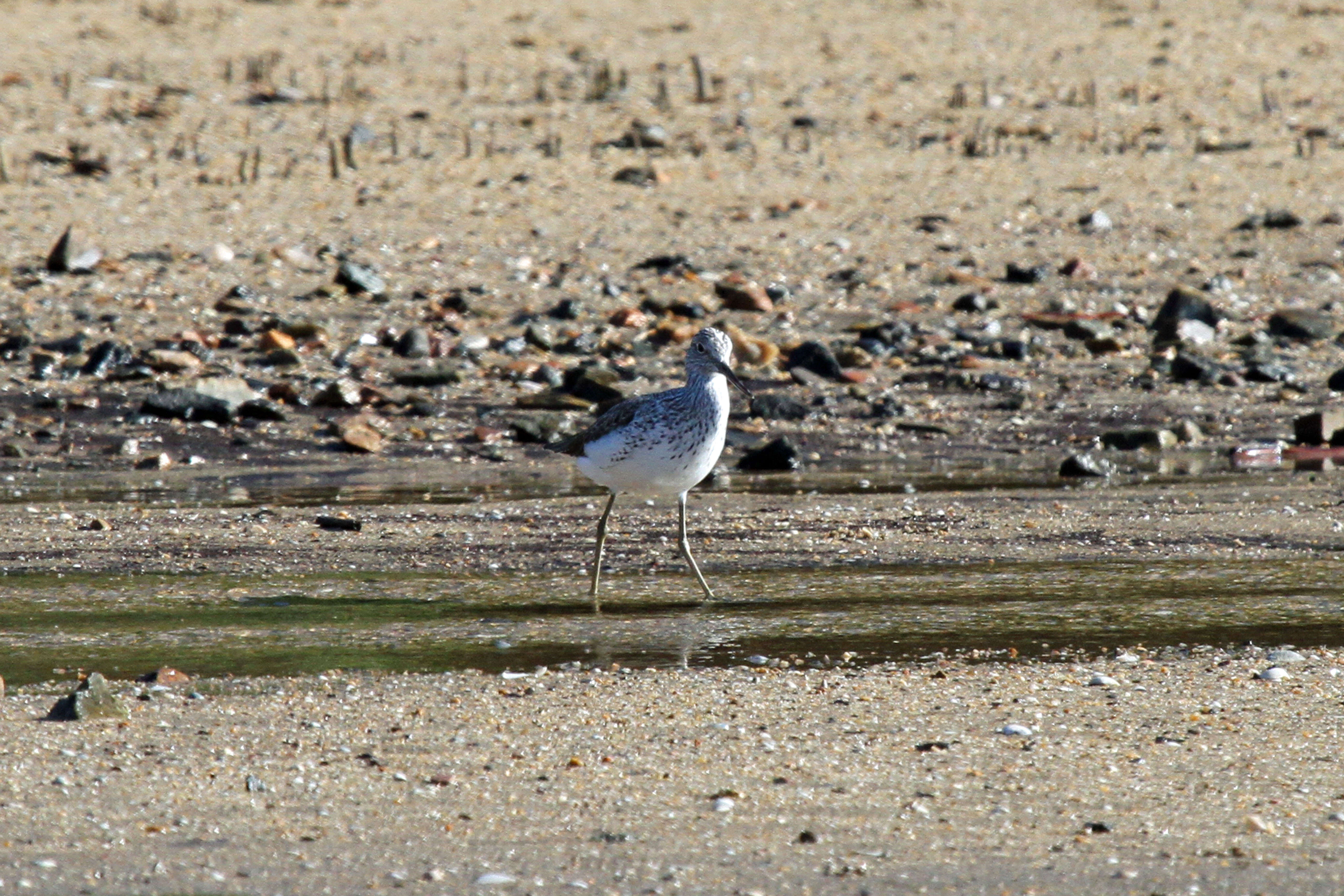 Image of Common Greenshank