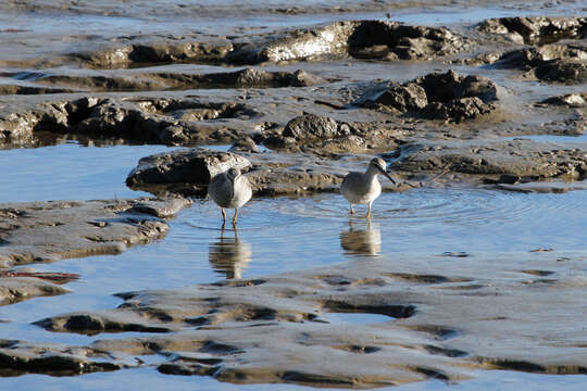 Image of Gray-tailed Tattler