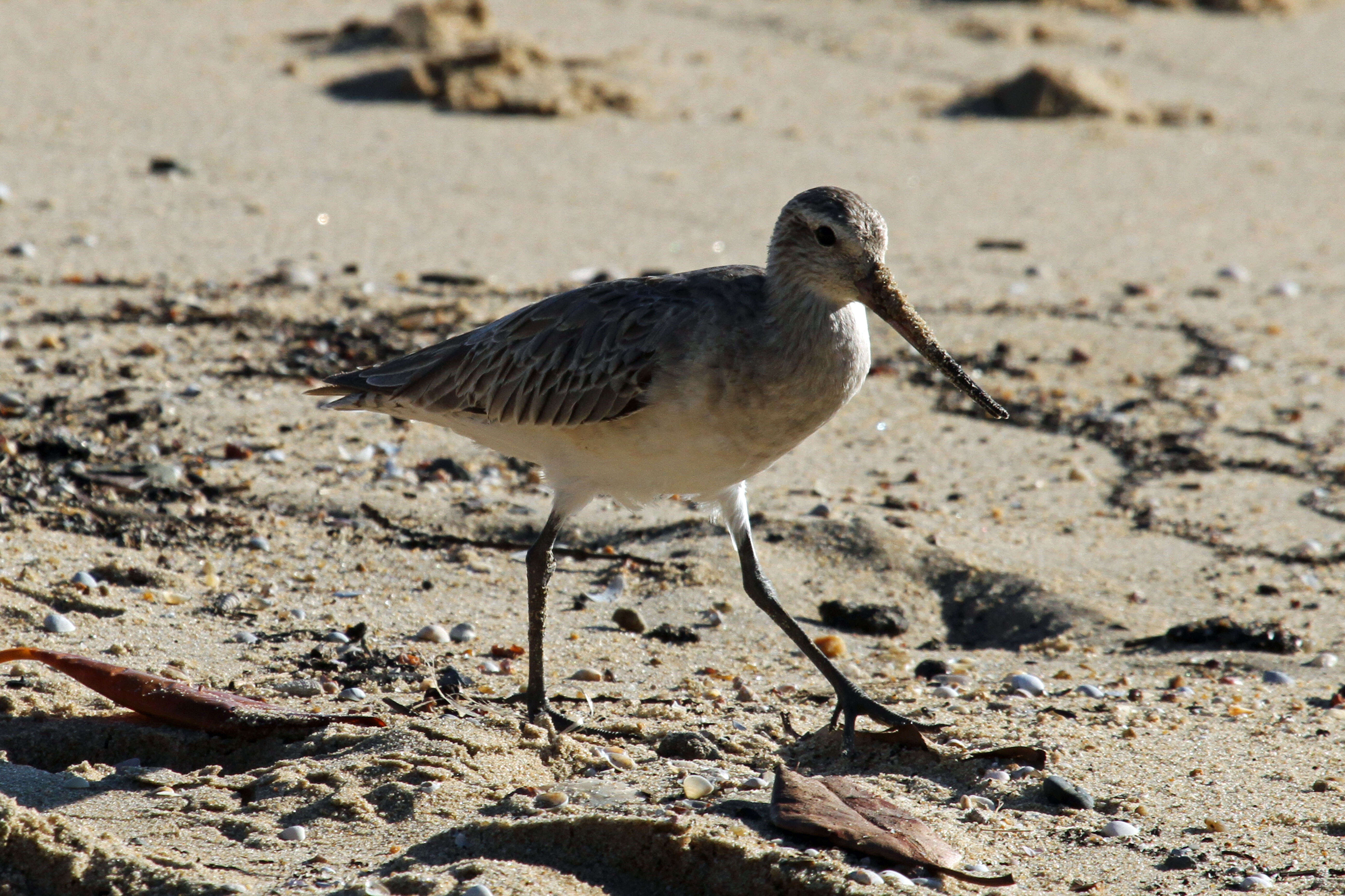 Image of Bar-tailed Godwit