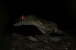 Image of Leaf-tailed Gecko