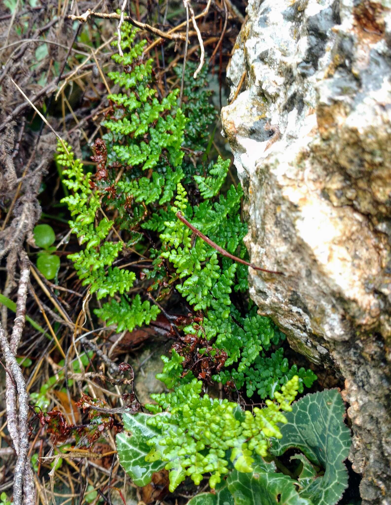 Image de Oeosporangium pteridioides subsp. acrosticum (Balb.) Fraser-Jenk. & Pariyar