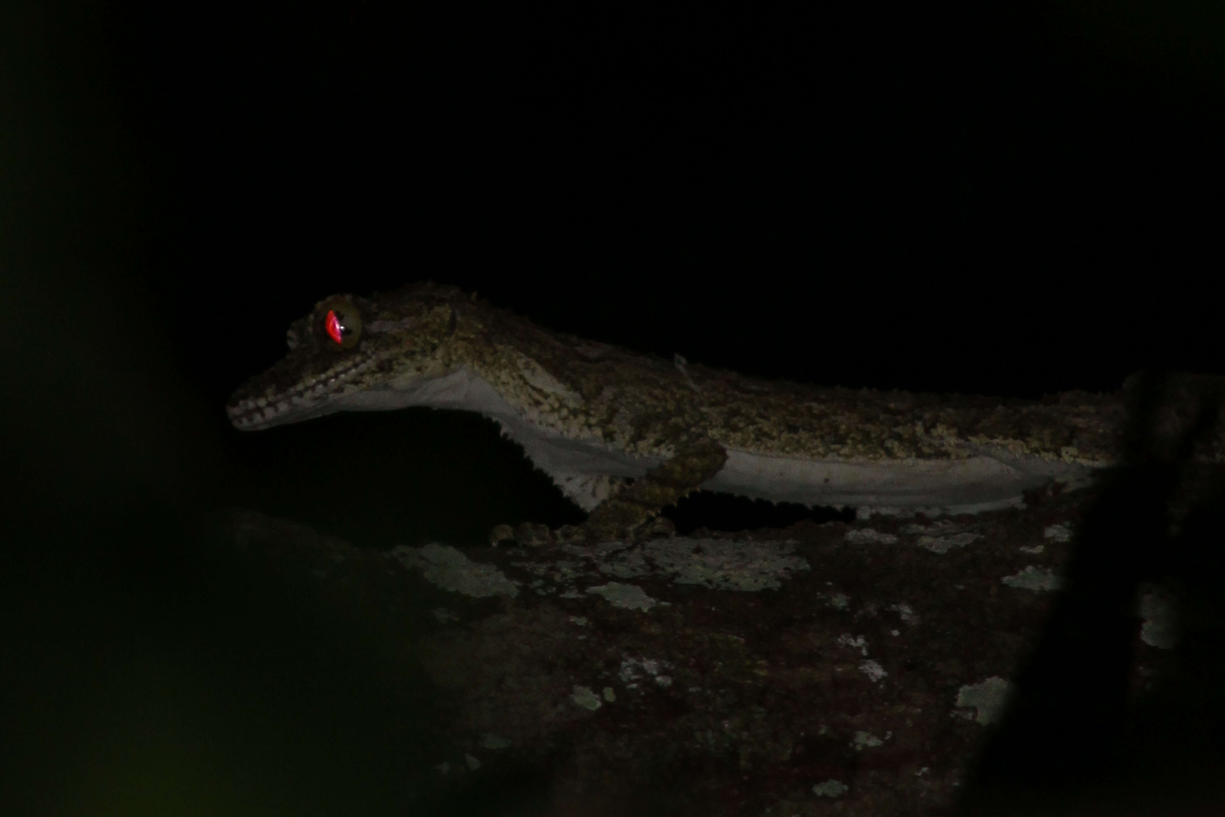 Image of Leaf-tailed Gecko