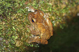 Image of Brown-spotted Treefrog