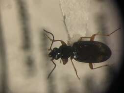 Bembidion (Ocydromus) scopulinum (Kirby 1837) resmi