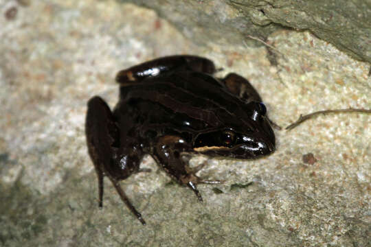 Image of Brown Frog