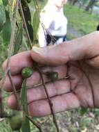 صورة Eucalyptus macrorhyncha F. Müll.