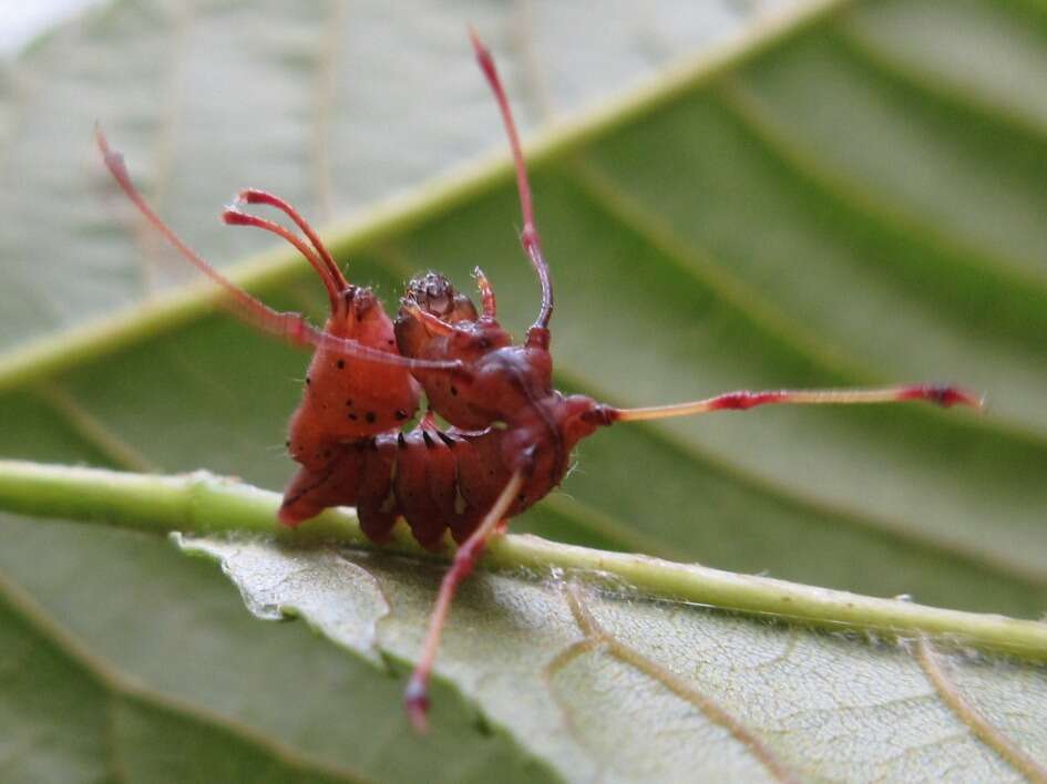 Cnethodonta grisescens Staudinger 1887的圖片