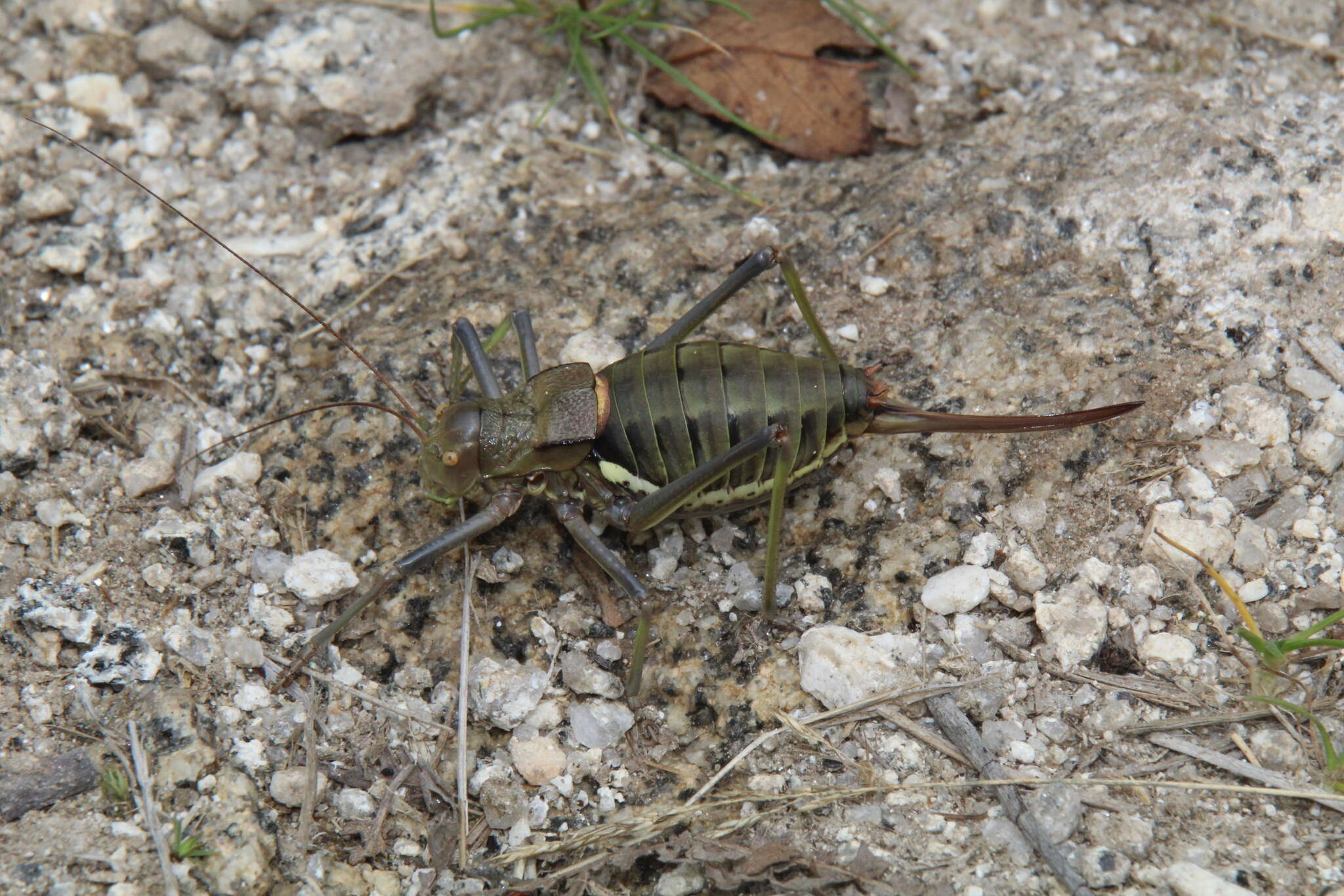 Image of Neocallicrania selligera (Charpentier 1825)