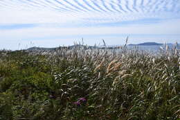 Image of Calamagrostis extremiorientalis (Tzvelev) Prob.