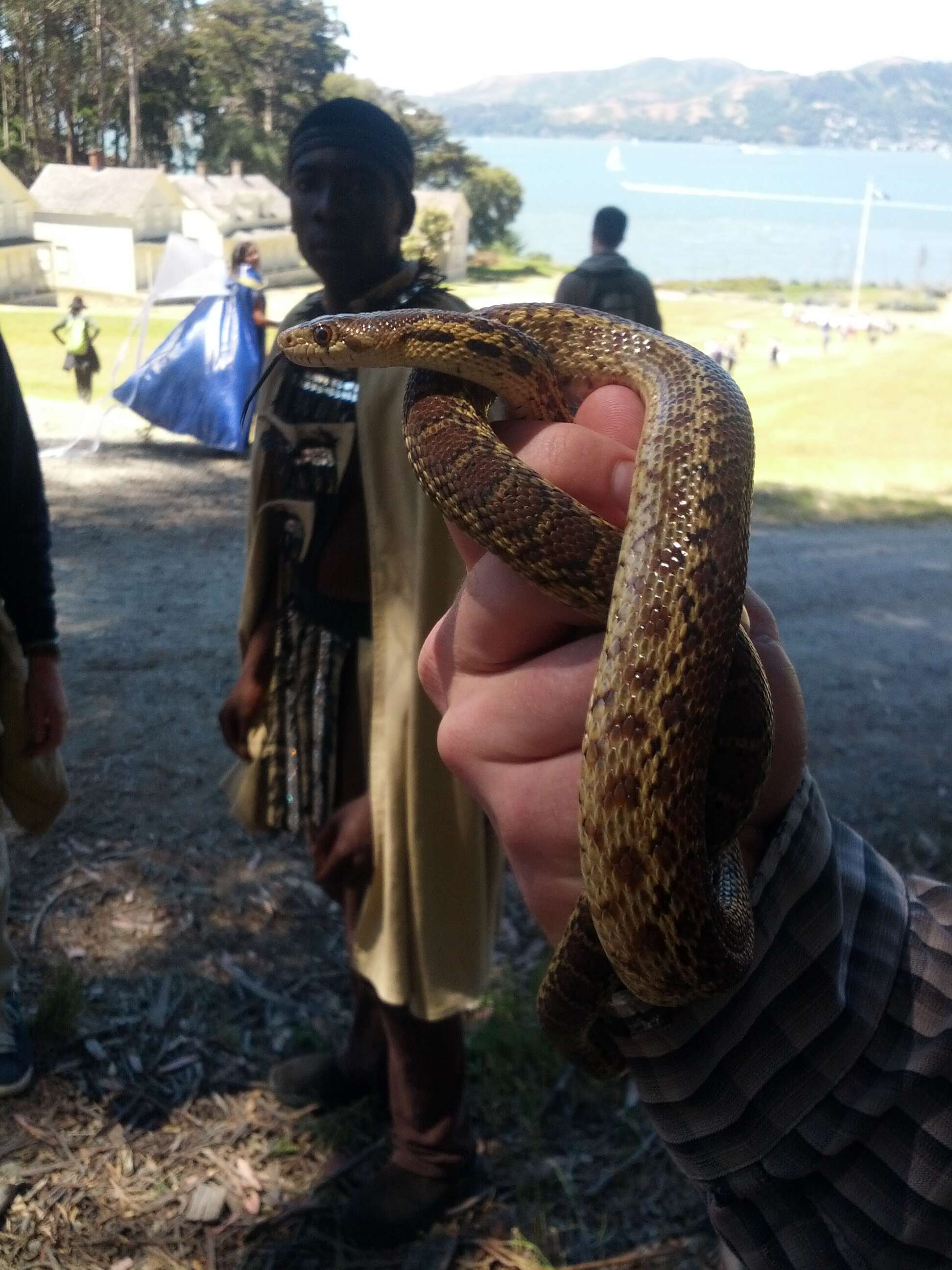 Pituophis catenifer catenifer (Blainville 1835)的圖片