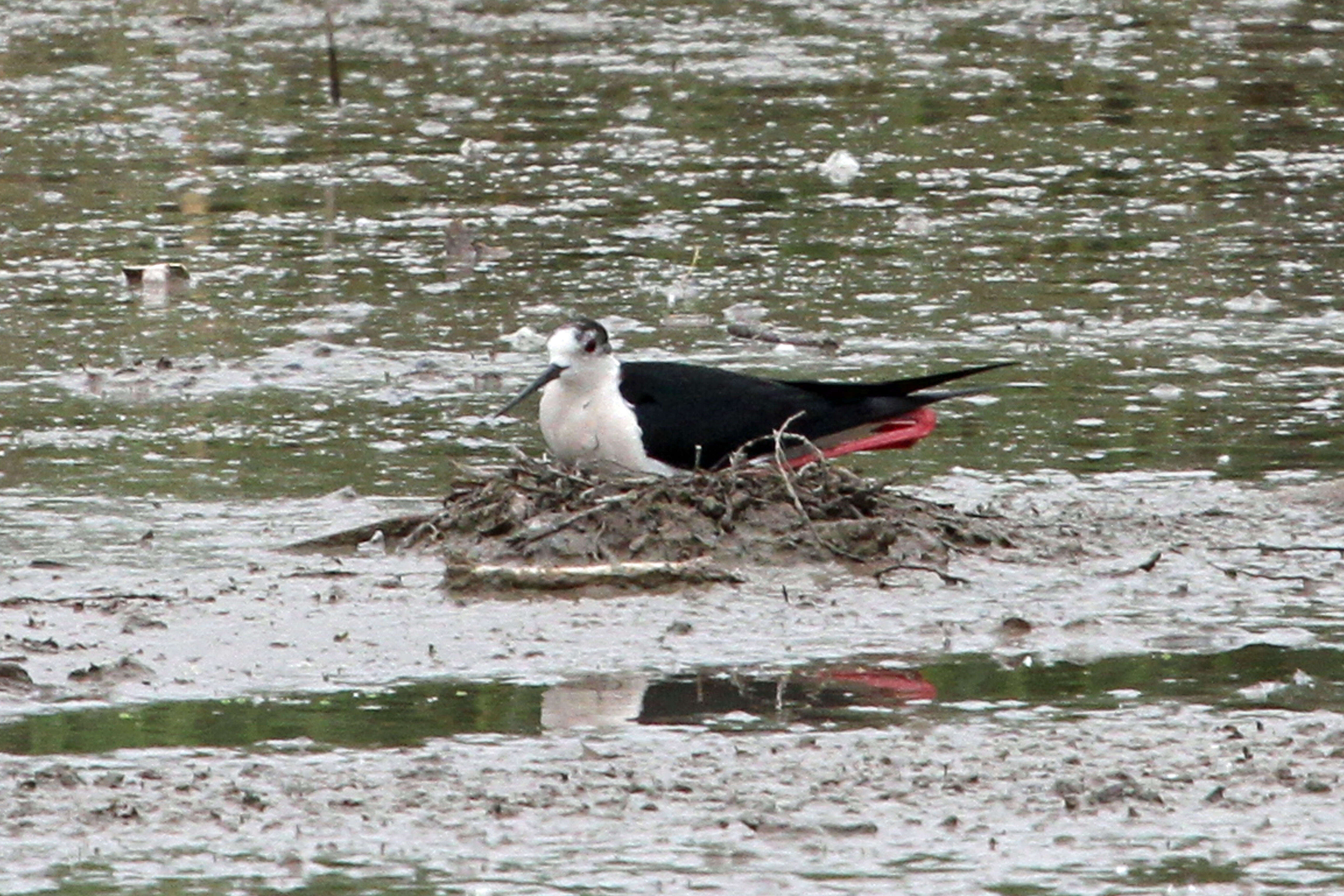 Image of Black-winged Stilt