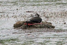 Image of Black-winged Stilt