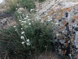 Image of Alyssum tenuifolium Stephan