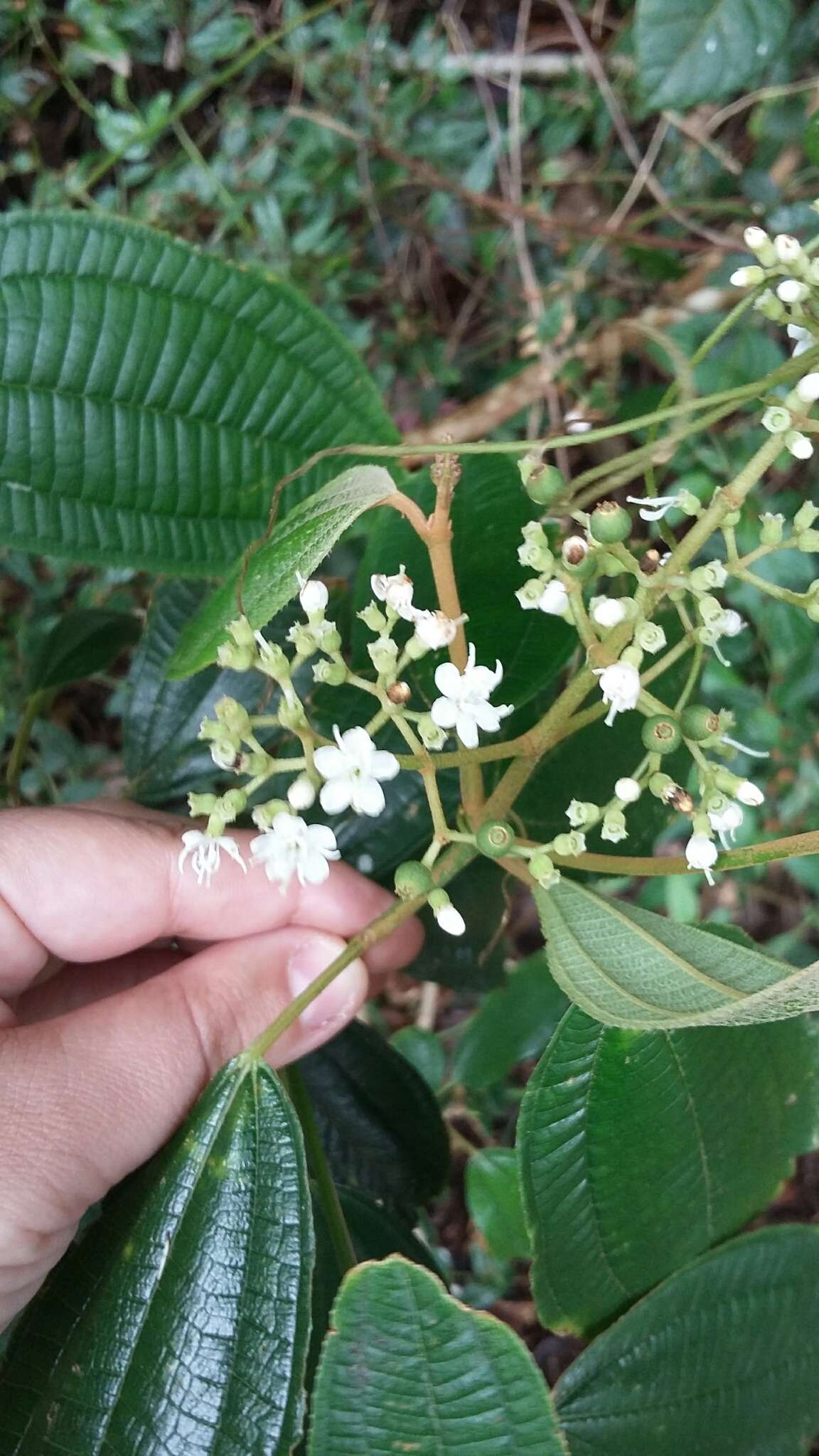 Слика од Miconia laevigata (L.) DC.