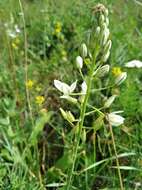 Image of Ornithogalum ponticum Zahar.