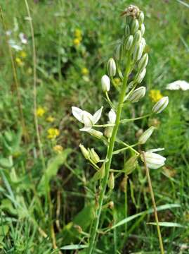 Image of Ornithogalum ponticum Zahar.