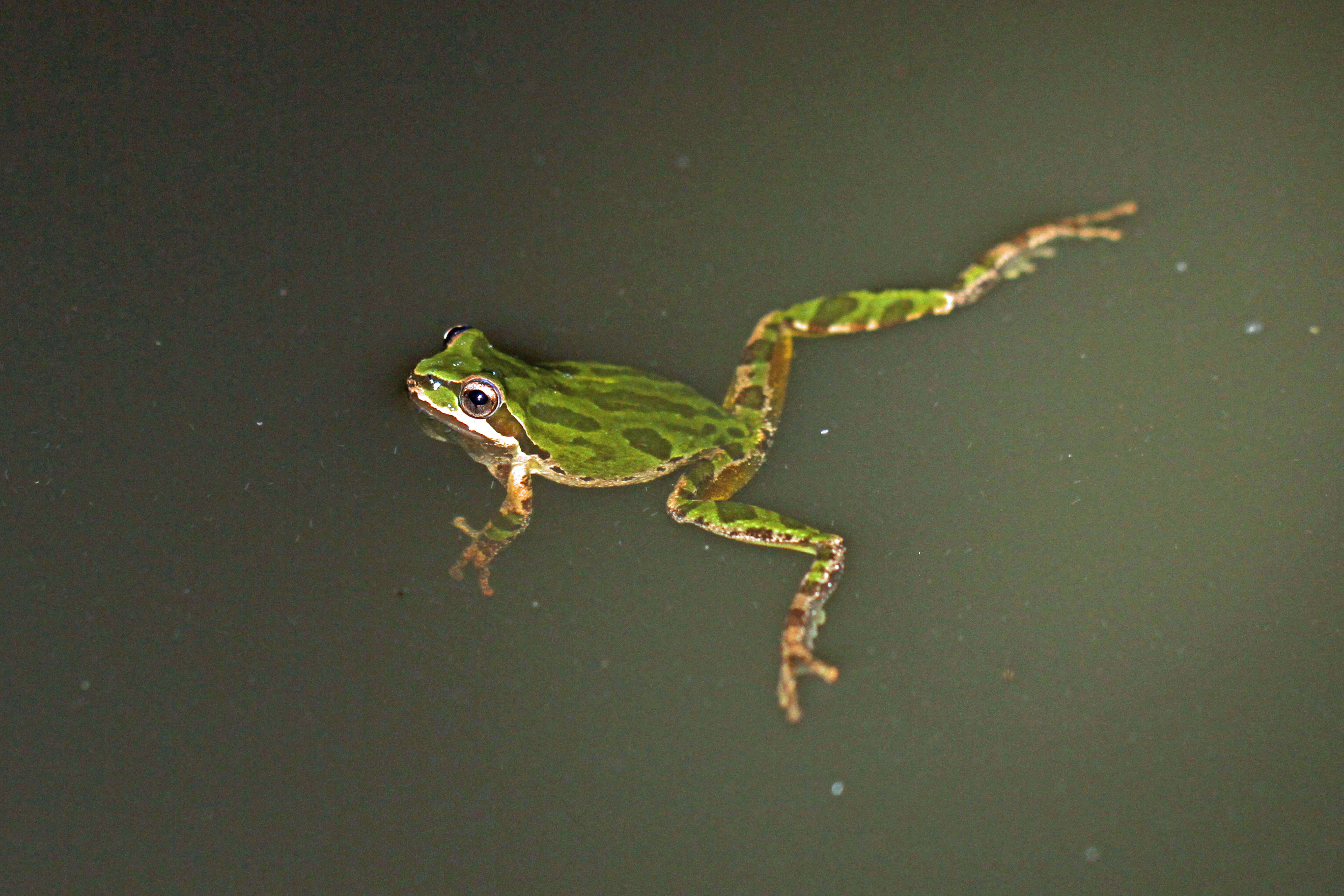 Image of Northern Pacific Treefrog